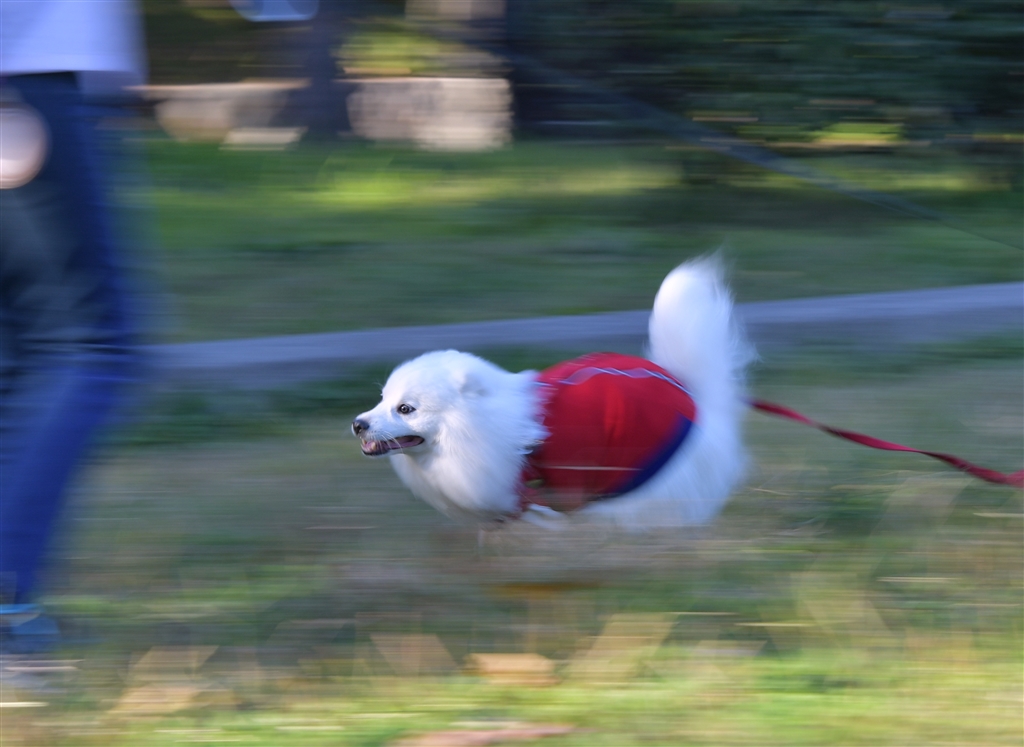 価格 Com 流し撮り れれれのれー デジタル一眼カメラ 犬撮りじいさんさんのクチコミ掲示板投稿画像 写真 初めての一眼レフ を購入しよと思うが