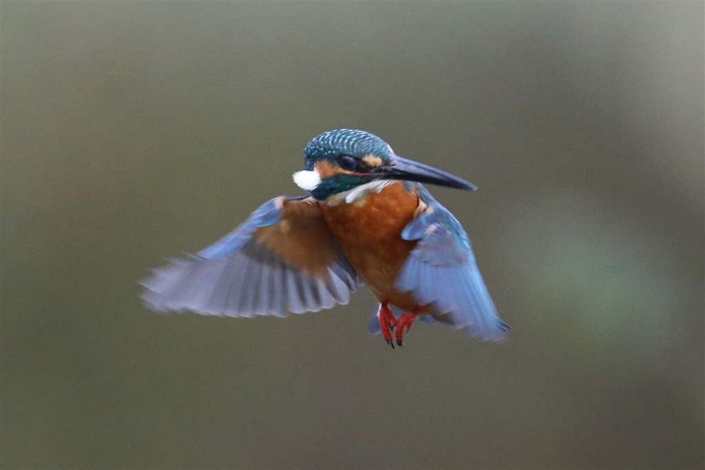 価格.com - CANON EOS 7D Mark II ボディ ニコンデビューさん のクチコミ掲示板投稿画像・写真「野鳥撮影 のために購入を検討しています。」[2956993]