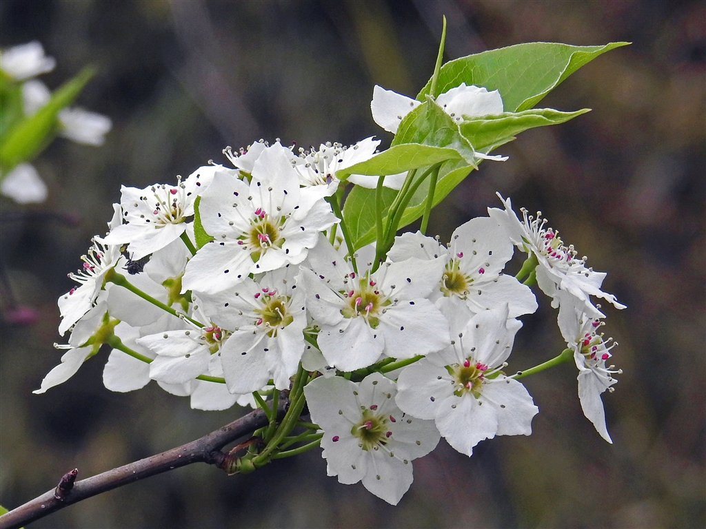 価格 Com 桜でなくアオナシ 青梨 の花 日本の野生梨で果物梨の原種 花弁5枚で雄蕊 葯はピンク デジタル一眼カメラ Yamaya60さんのクチコミ掲示板投稿画像 写真 写真作例 色いろいろ Part246 花咲く頃 １