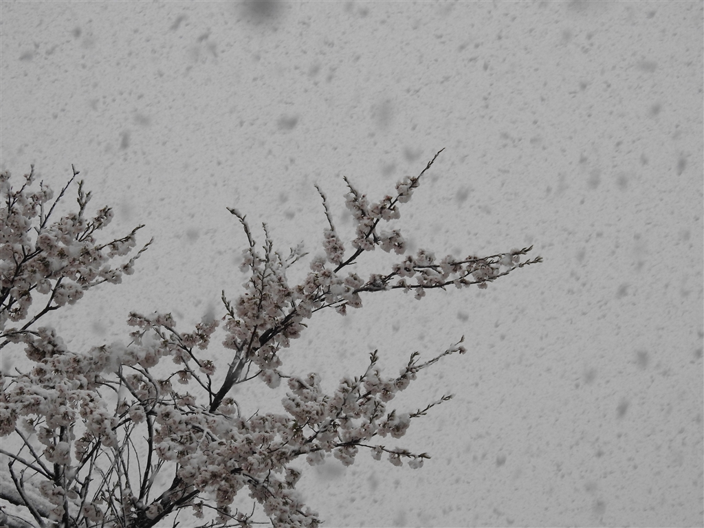 価格 Com 暗い空 暗い桜 降りしきる牡丹雪 ニコン Coolpix P900 Rsnb8さん のクチコミ掲示板投稿画像 写真 ４月８日で牡丹雪 がぼそぼそと降る
