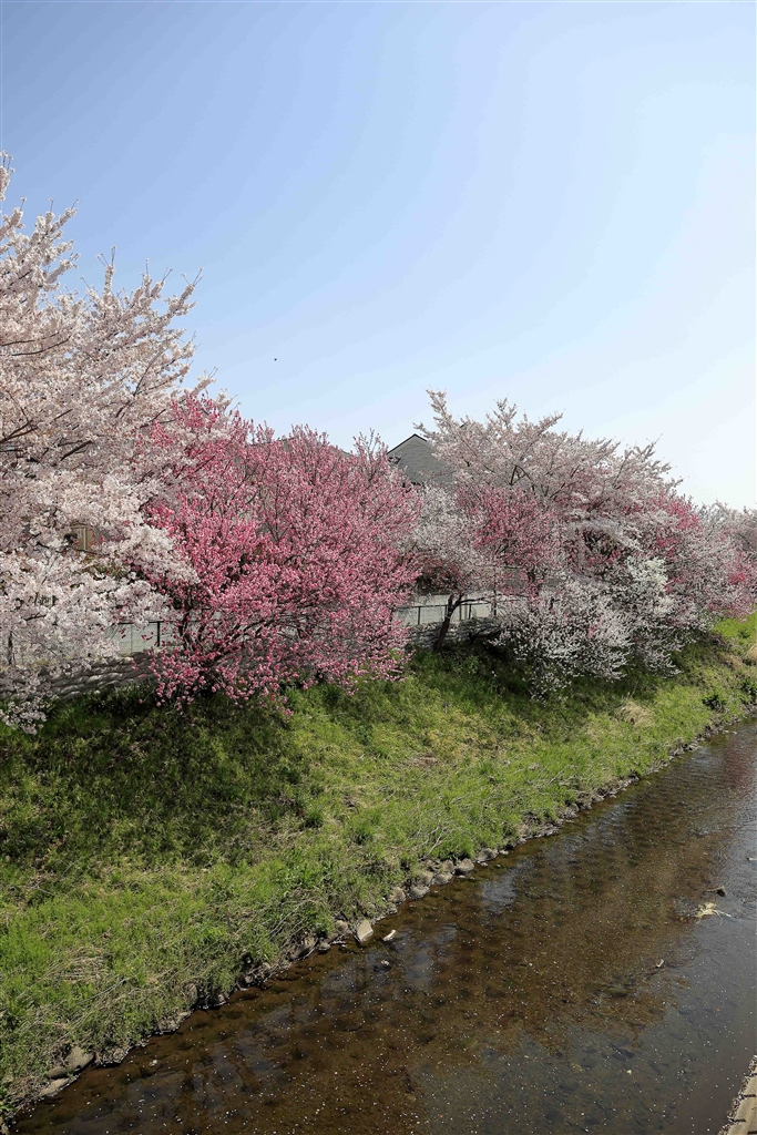 価格.com - 『20180401境川』canon Eos 5d Mark Ii ボディ Yazawa Carolさん のクチコミ掲示板投稿 