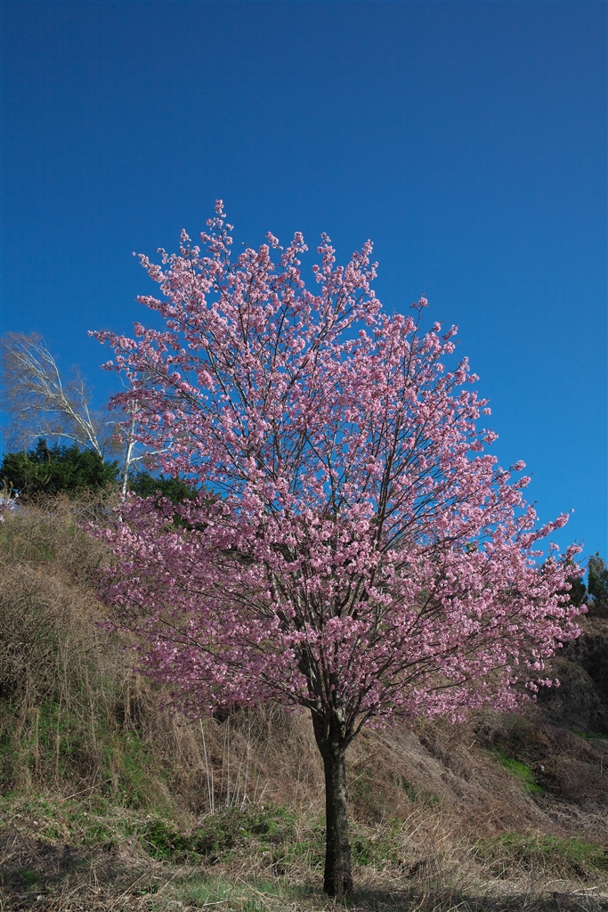 価格.com - 『山の桜？』canon Eos 5d Mark Ii ボディ Holorinさん のクチコミ掲示板投稿画像・写真「過そってる 