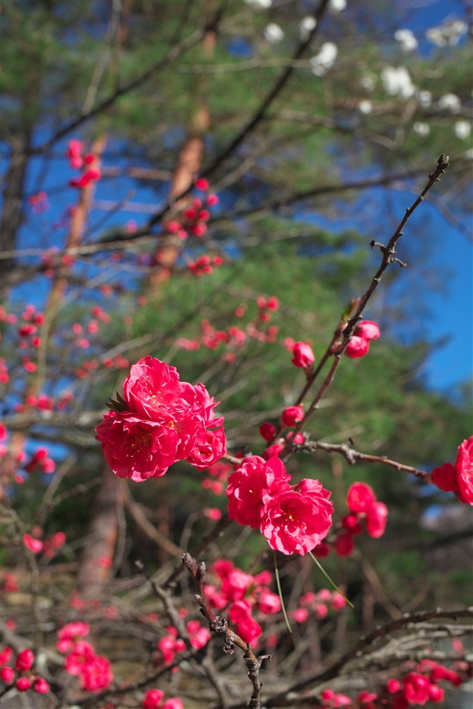 価格.com - 『ハナモモ？』canon Eos 5d Mark Ii ボディ Holorinさん のクチコミ掲示板投稿画像・写真「過そっ 