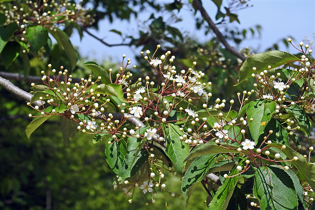 価格 Com カマツカ 鎌柄 の花 材が粘り強く鎌や鎚の柄に使用 別名 牛殺し 昔は牛の鼻環に使った デジタル一眼カメラ Yamaya60さんのクチコミ掲示板投稿画像 写真 写真作例 色いろいろ Part249 若葉の頃 貼りまくろう