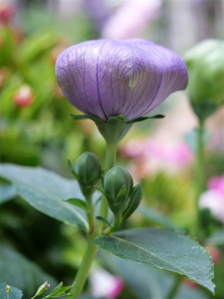 価格.com - 『開花直前の蕾』CANON PowerShot G10 torokurozさん のクチコミ掲示板投稿画像・写真「G10・作例 ...