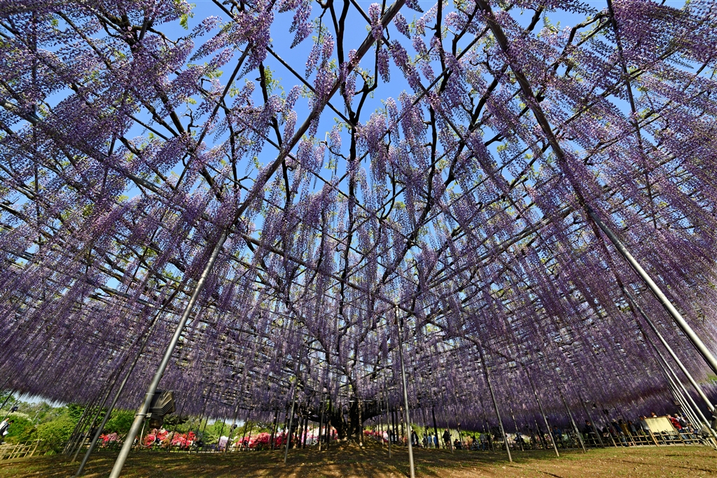 価格 Com 足利フラワーパーク ニコン D850 ボディ Shuu2さん の