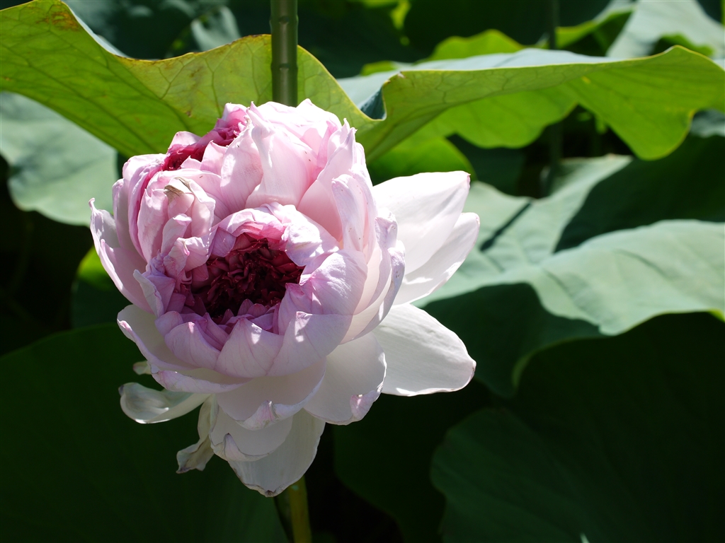 『蓮の突然変異種である近江妙蓮…ちなみに普通の蓮に在る花托は有りません。』 デジタル一眼カメラ nakato932さんの