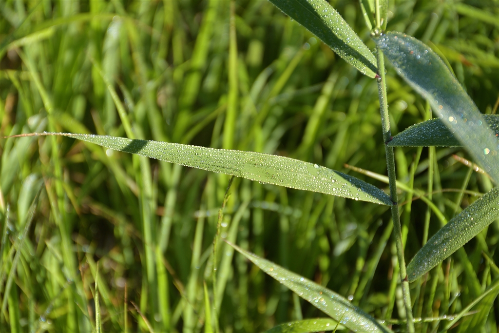 Nikon D7500 ピクチャーコントロール