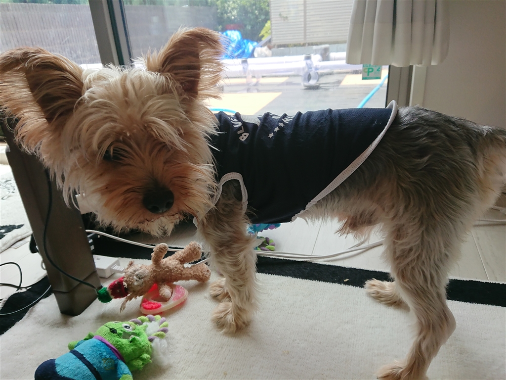 価格 Com 小型犬 ヨークシャー テリア ヨーキー ちはならたさん のクチコミ掲示板投稿画像 写真 うちのテッチャンの体重