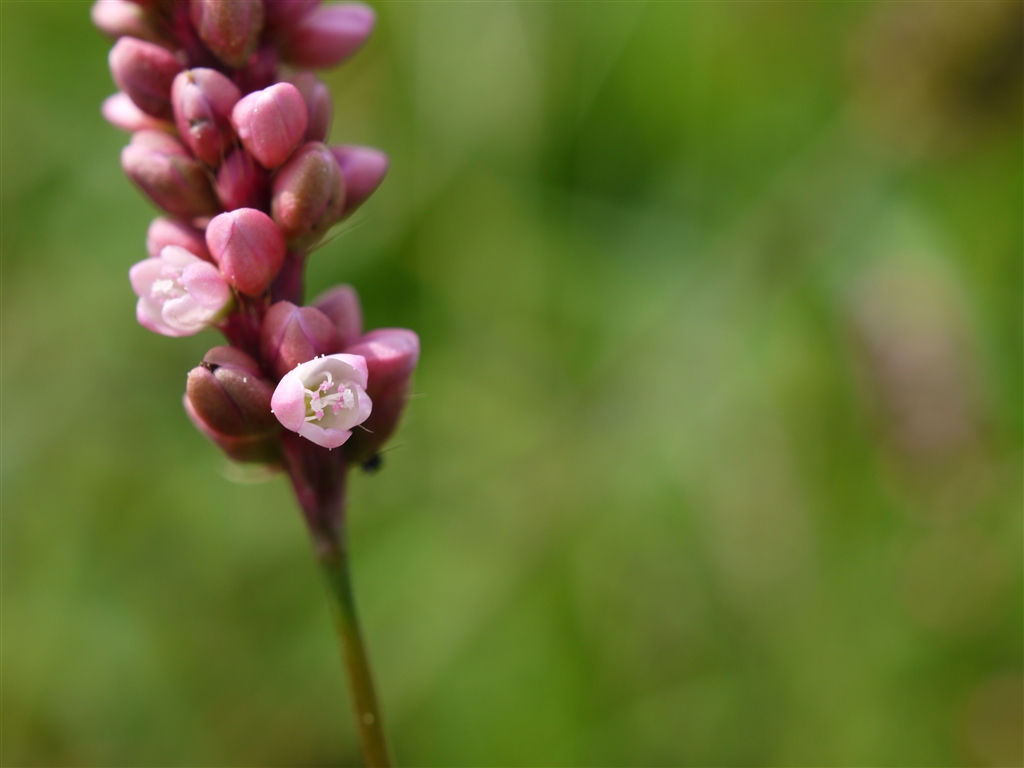 価格 Com イヌタデの小さな花 ピンク色の粒粒は蕾でちゃんと花が咲きますが目立ちません デジタル一眼カメラ Nakato932さんのクチコミ掲示板投稿画像 写真 写真作例 色いろいろ Part256 台風去りて秋は来るのか