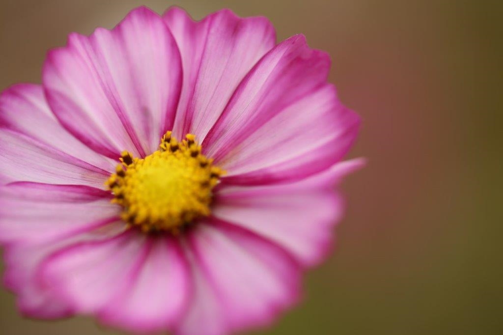 価格 Com Canon Ef100mm F2 8l マクロ Is Usm 名探偵コシンさん のクチコミ掲示板投稿画像 写真 素朴な疑問なのですが