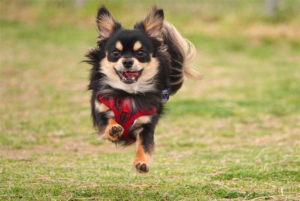 価格 Com 534ミリでのこちらに向かってくる飛行犬 ニコン Z 7 ボディ Candypapa00さん のクチコミ掲示板投稿画像 写真 辛い評価