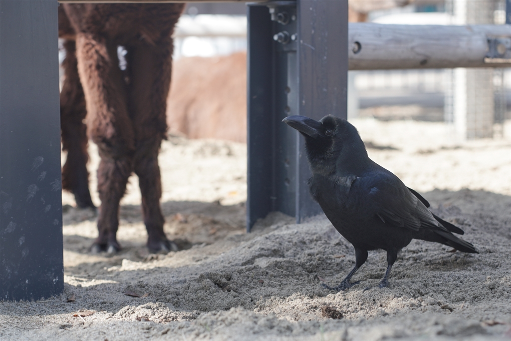 価格 Com 餌がほしいカラスがずっと鳴いてた デジタル一眼カメラ おりこーさんのクチコミ掲示板投稿画像 写真 価格コム動物園 開演