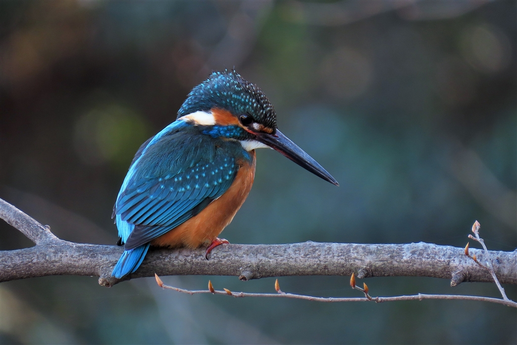 価格.com - 『カワセミ♂』CANON PowerShot SX70 HS ☆王子☆さん の
