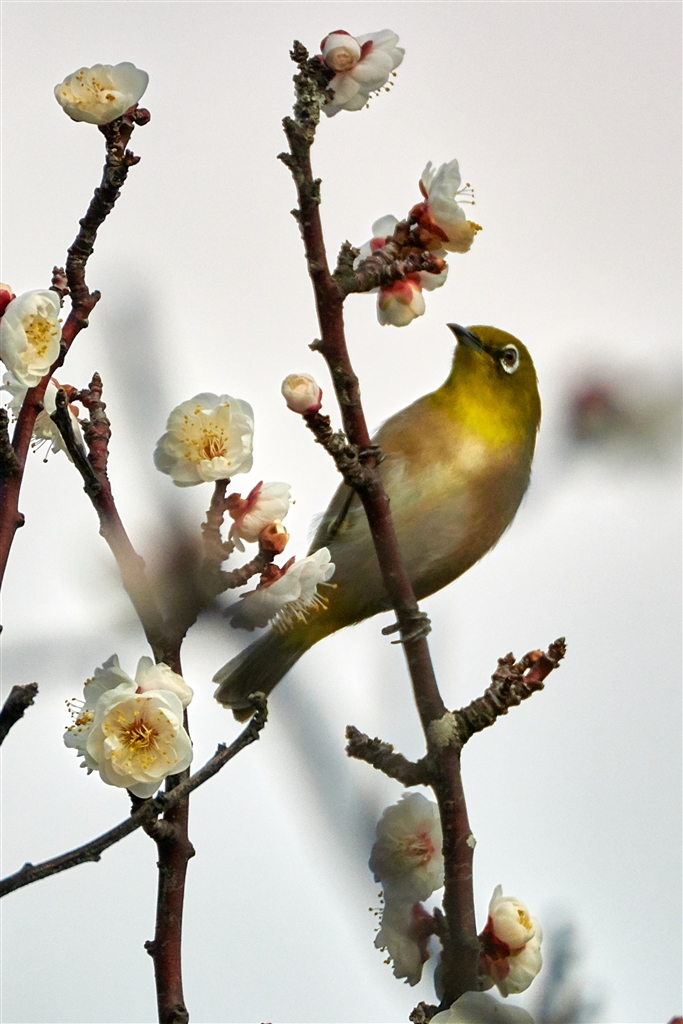 価格 Com メジロは虫が少なくなったか 花に蜜を求めるようになりました デジタル一眼カメラ ニコン 新シロチョウザメが好きさんのクチコミ掲示板投稿画像 写真 Nikon1 全機種で写真集 No 25