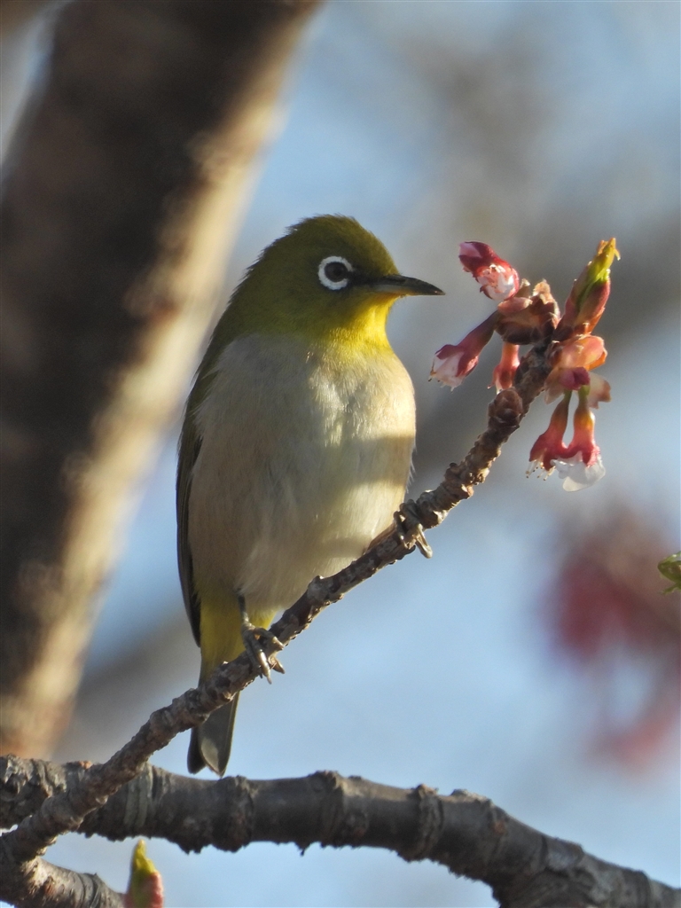 価格 Com 春を告げる鳥 １７ 縦方向にトリミング Fsiv Ver 6 7 日本語パッチ ニコン Coolpix P1000 新シロチョウザメが好きさん のクチコミ掲示板投稿画像 写真 Coolpixファンクラブ写真集 撮ったら張り逃げ その1