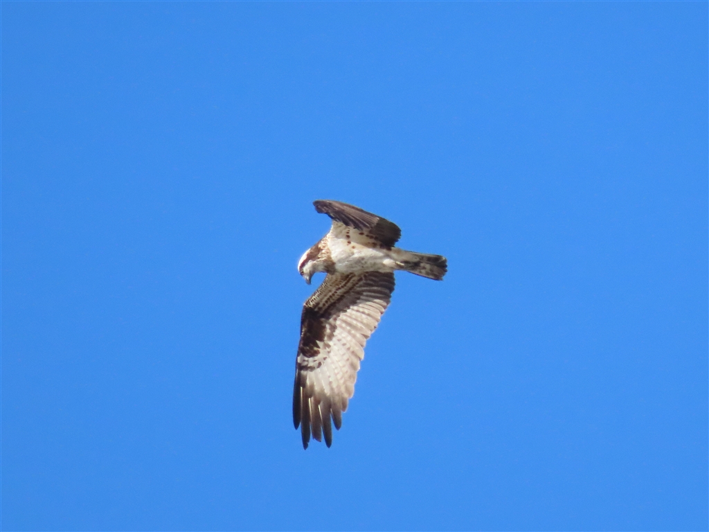 【作例あり】Canon PowerShot SX70HS PowerShot SX70 HS 紹介動画【キヤノン公式】 - YouTube