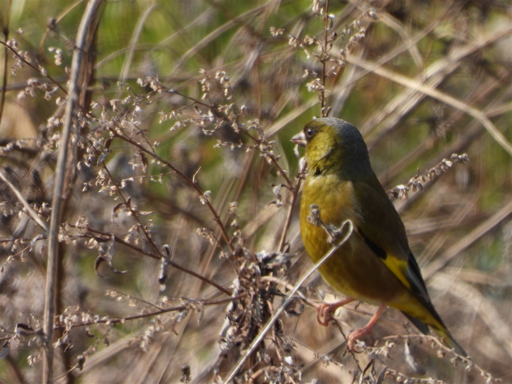 価格 Com 春の小鳥 このあたりではカワラヒワ ニコン Coolpix P1000 Sioramiさん のクチコミ掲示板投稿画像 写真 Coolpixファンクラブ写真集 撮ったら張り逃げ その3