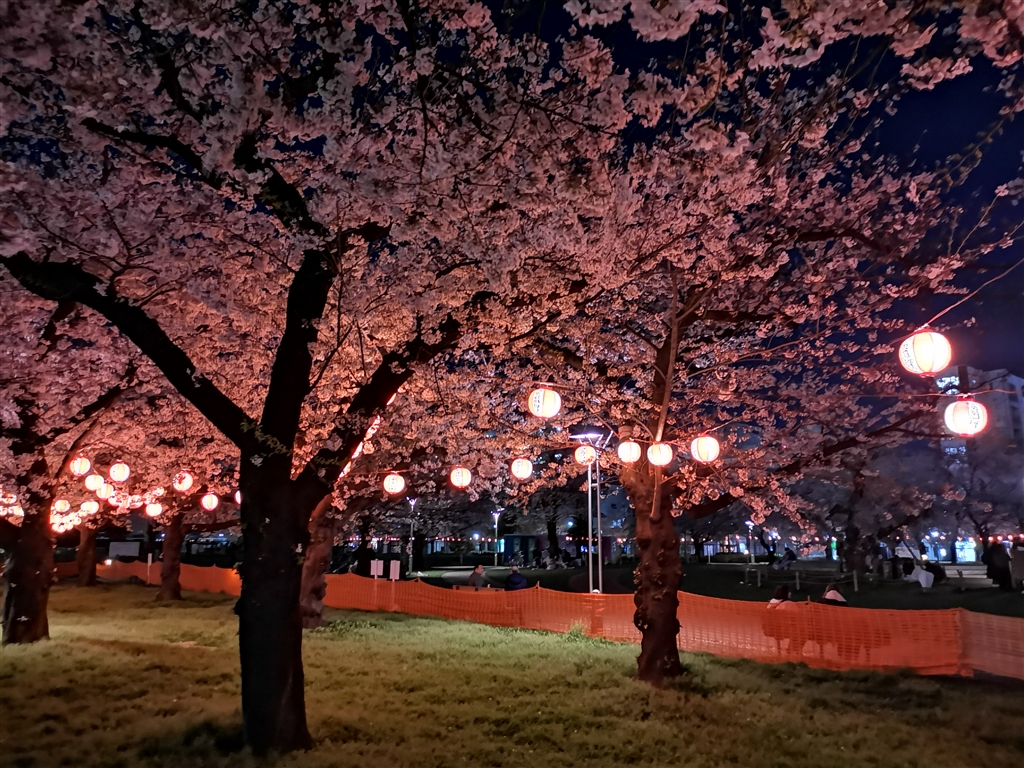 価格 Com 夜桜 Huawei Mate Pro Simフリー X 可能性 さん のクチコミ掲示板投稿画像 写真 春桜 を夜景モードで カメラサンプル写真 316