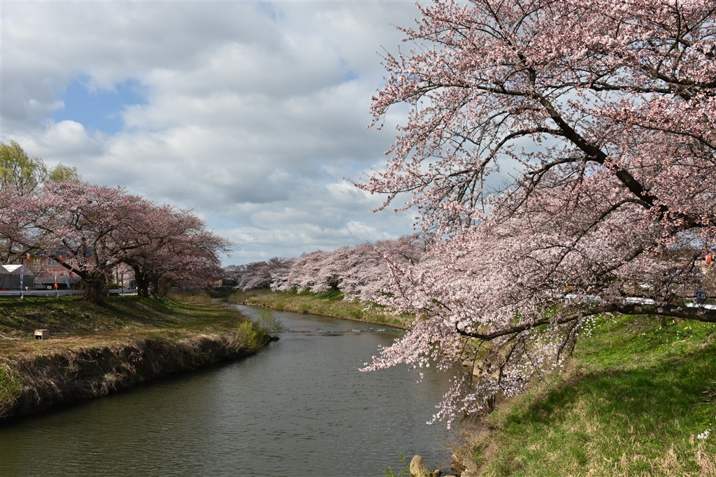 価格.com - 『近所の名所 太平川の桜(DX18-135/3.5-5.6G、20mmF6.7、露出補正無)』ニコン Z 7 24-70 ...