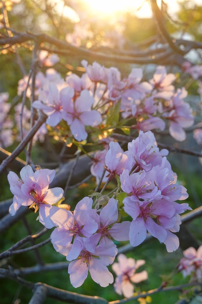 テレコンバーター Cマウント