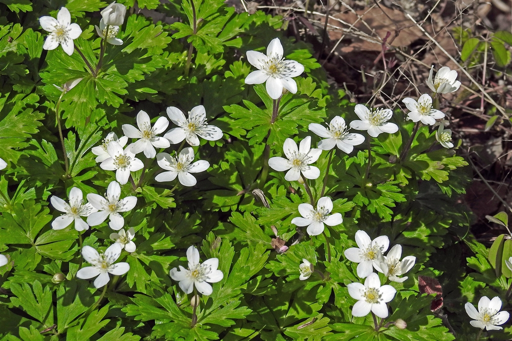 価格 Com ニリンソウ 白いのは花弁でなく萼片 1輪草との違いは柄がなく茎から直接葉が出る ニコン Coolpix P1000 Yamaya60さん のクチコミ掲示板投稿画像 写真 Coolpixファンクラブ写真集 思いだしたら張り逃げ