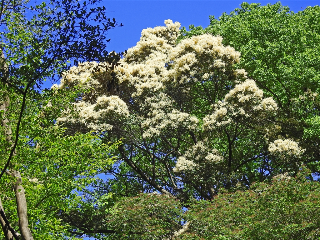 価格 Com 樹高m以上のシイ 椎 の大木 花が入道雲の様に満開 多分ツブラジイ 円椎 だと思う ニコン Coolpix P1000 Yamaya60さん のクチコミ掲示板投稿画像 写真 Coolpixファンクラブ写真集 思いだしたら張り逃げ