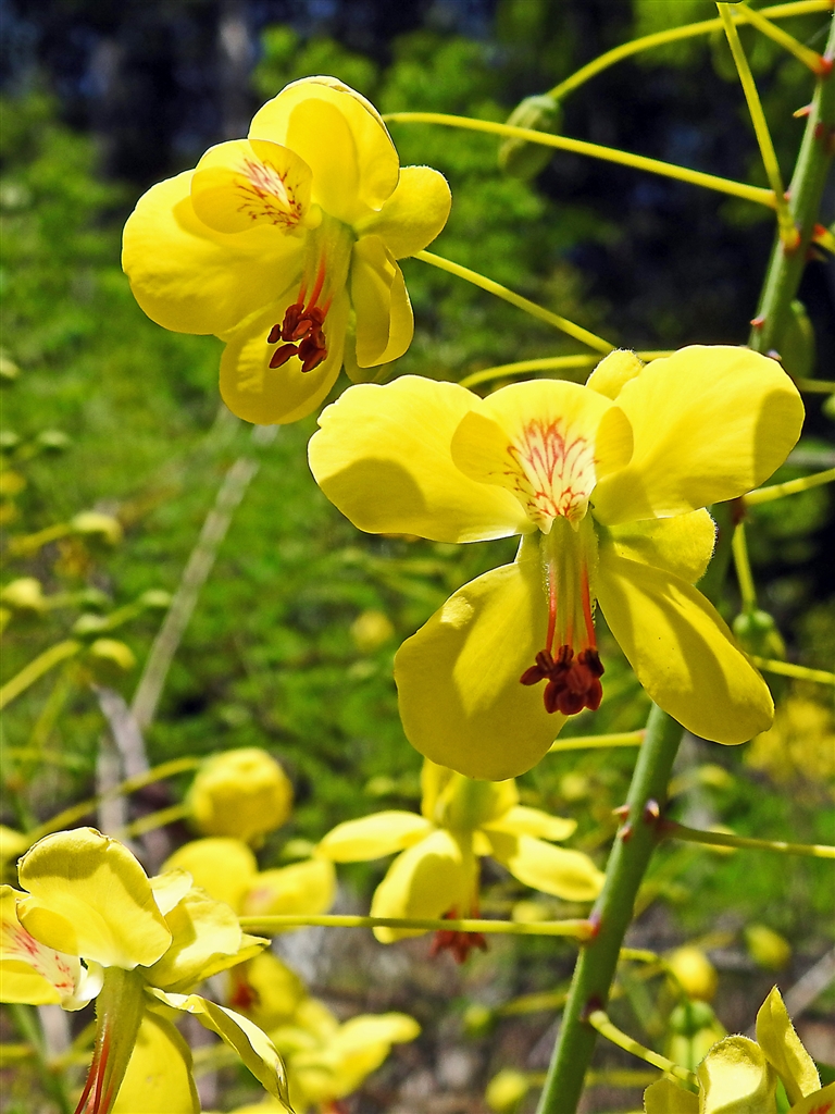 『しかし蛇結茨の花は美しい。総状花序に黄色のφ2-3pの花で花弁5枚、上花弁に赤い筋』ニコン COOLPIX P1000  yamaya60さんのクチコミ掲示板画像3/4
