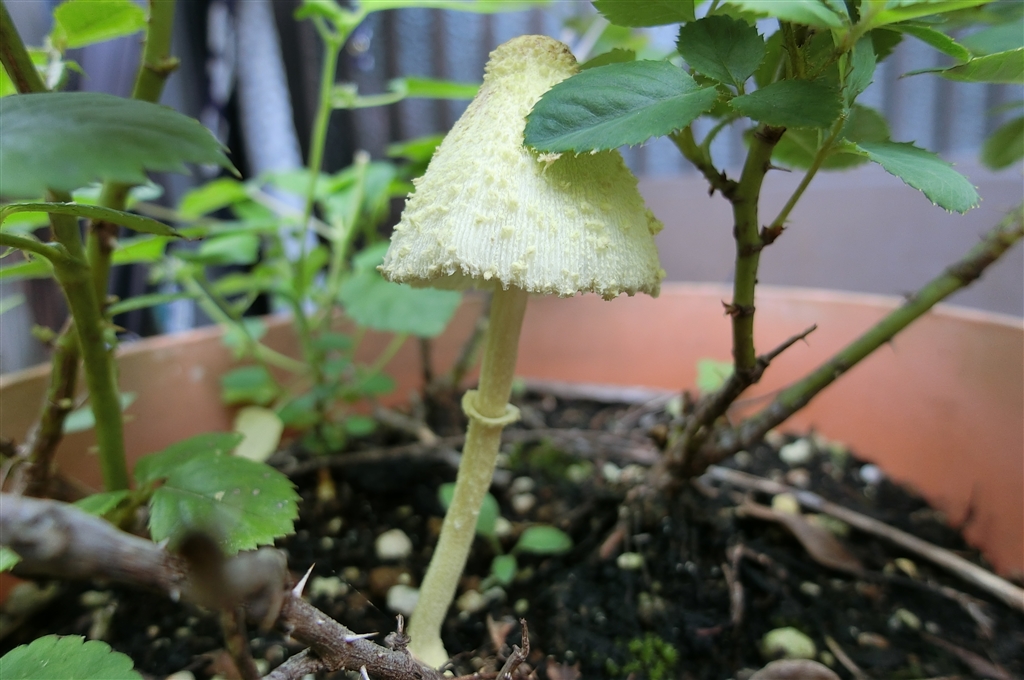 価格 Com 不思議なキノコ 成長が早い カシオ High Speed Exilim Ex Zr4000 陽気な男さん のクチコミ掲示板投稿画像 写真 買って来ました