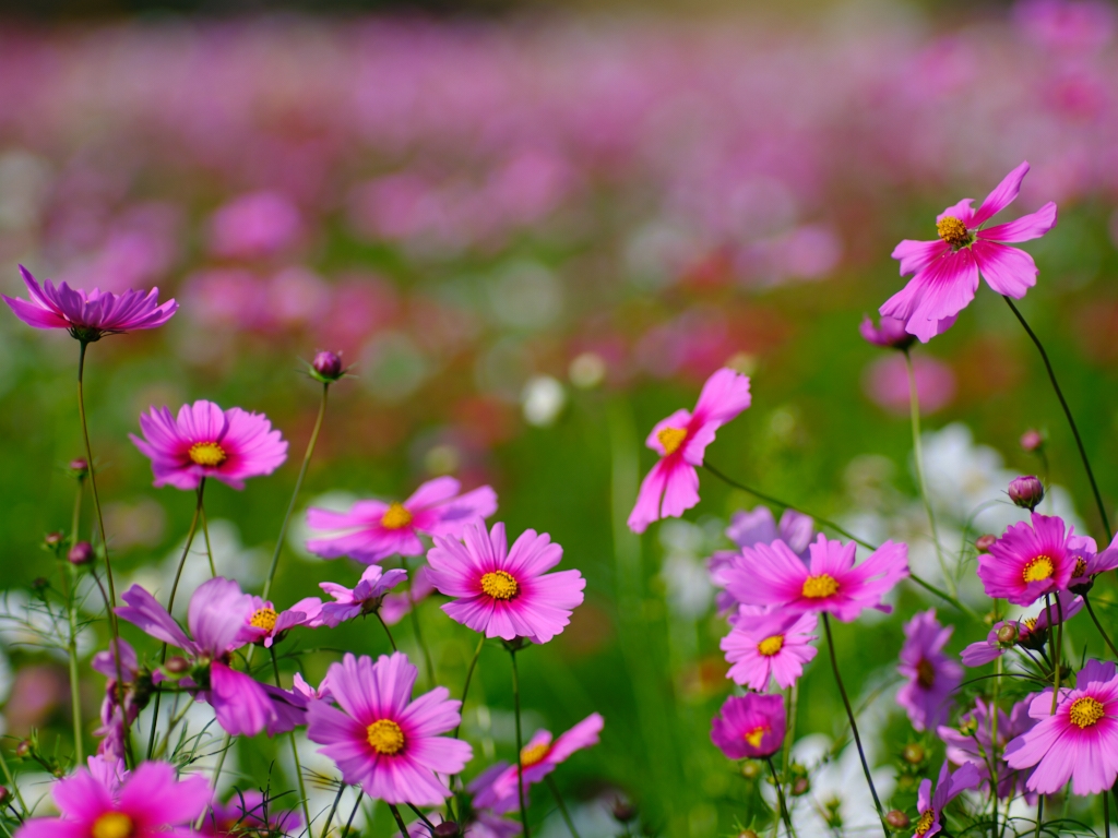 価格.com - 『コンタックス Sonnar 140mm F2.8。』京セラ CONTAX 645