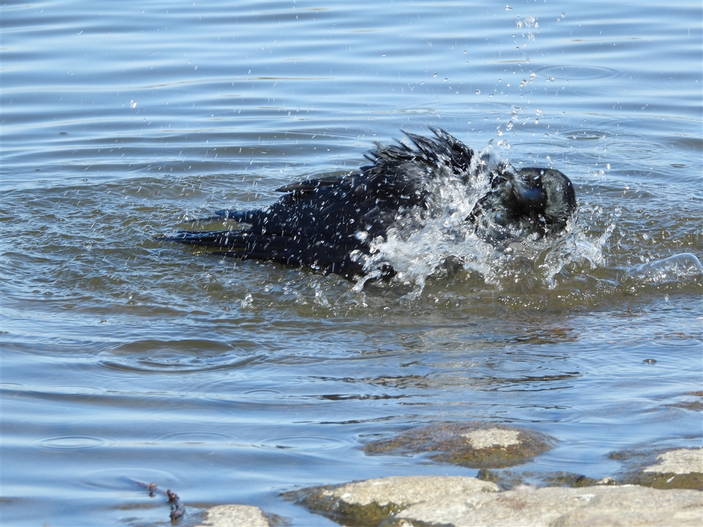 価格 Com ネタが無いのでカラスの水浴びその１ ニコン Coolpix P1000 Rsnb8さん のクチコミ掲示板投稿画像 写真 Coolpixで張り逃げ 令和2年 その４