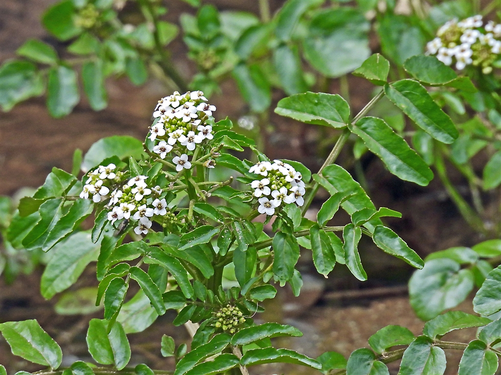 価格 Com オランダガラシ 和蘭芥子 クレソン 仏語 料理で有名 欧州原産の帰化植物 ニコン Coolpix P1000 Yamaya60さん のクチコミ掲示板投稿画像 写真 Coolpixで張り逃げ 令和2年 その6