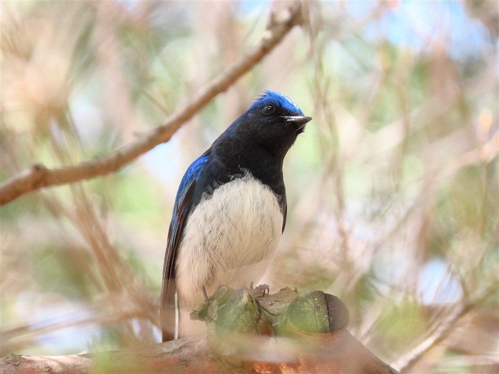 青い小鳥 価格.com - 『オオルリ』CANON PowerShot SX70 HS KiyoKen2さん の