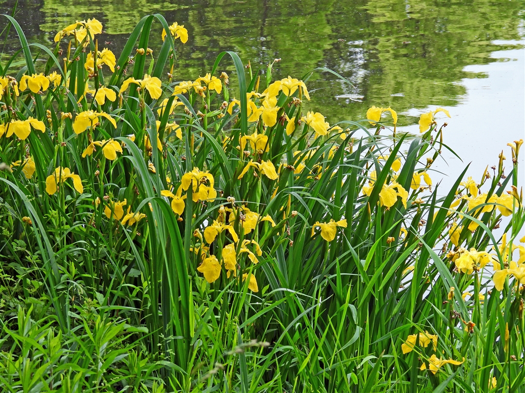 価格 Com キショウブ 帰化植物で欧州 北米等原産の要注意外来生物だが全国に広がっている ニコン Coolpix P1000 Yamaya60さん のクチコミ掲示板投稿画像 写真 Coolpixで張り逃げ 令和2年 その7