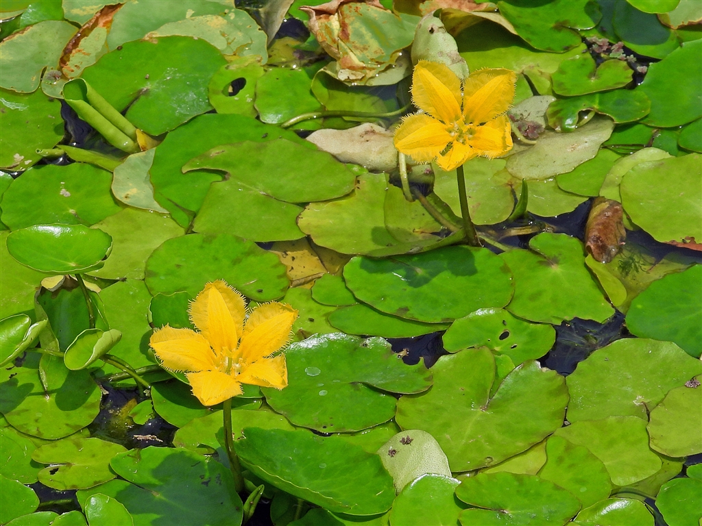 価格 Com アサザ 浅沙 花弁5枚の合弁花 午前に開花 夕方に閉じる1日花 絶滅危惧種 ニコン Coolpix P1000 Yamaya60さん のクチコミ掲示板投稿画像 写真 Coolpixで張り逃げ 令和2年 その7