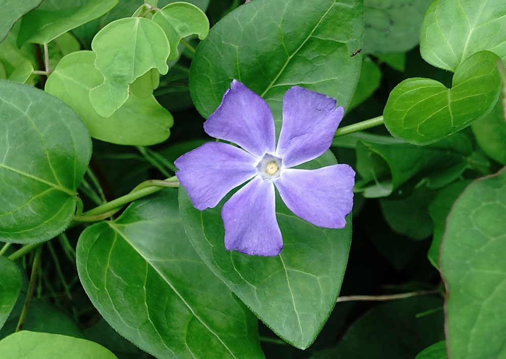 価格 Com 道路脇の花 名前 Sony サイバーショット Dsc Rx100 もつ大好きさん のクチコミ掲示板投稿画像 写真 Rx１００で綴る季節の風景 ６月