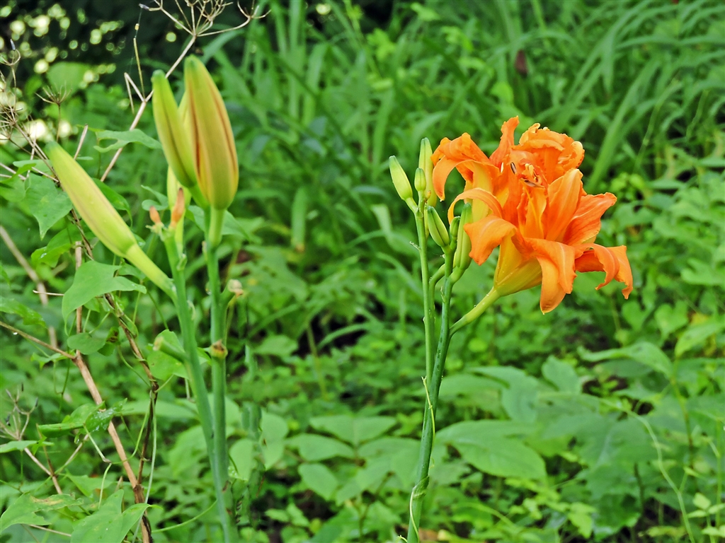 価格 Com ヤブカンゾウ 薮萱草 橙色の花は雄蕊と雌蕊が花弁化し八重咲き 類似の野萱草は一重 ニコン Coolpix P1000 Yamaya60さん のクチコミ掲示板投稿画像 写真 Coolpixで張り逃げ 令和2年 その8