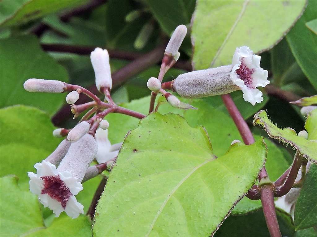 価格 Com ヘクソカズラ 屁糞葛 蔓性多年草 葉や茎に悪臭 ヘクソ 可哀そうな名前 雑草扱い ニコン Coolpix P1000 Yamaya60さん のクチコミ掲示板投稿画像 写真 Coolpixで張り逃げ 令和2年 その8