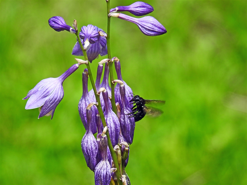 価格 Com コバギボウシと黒い蜂 茎高は30 程 濃紫 淡紫の花がやや下向きに咲く ニコン Coolpix P1000 Yamaya60さん のクチコミ掲示板投稿画像 写真 Coolpixで張り逃げ 令和2年 その8