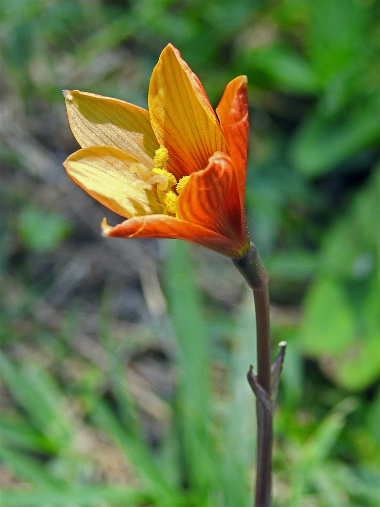 価格 Com ハブランサス 南米原産帰化植物でやや斜め上向きに咲く一日花 開花期は6 9月 ニコン Coolpix P1000 Yamaya60さん のクチコミ掲示板投稿画像 写真 Coolpixで張り逃げ 令和2年 その8