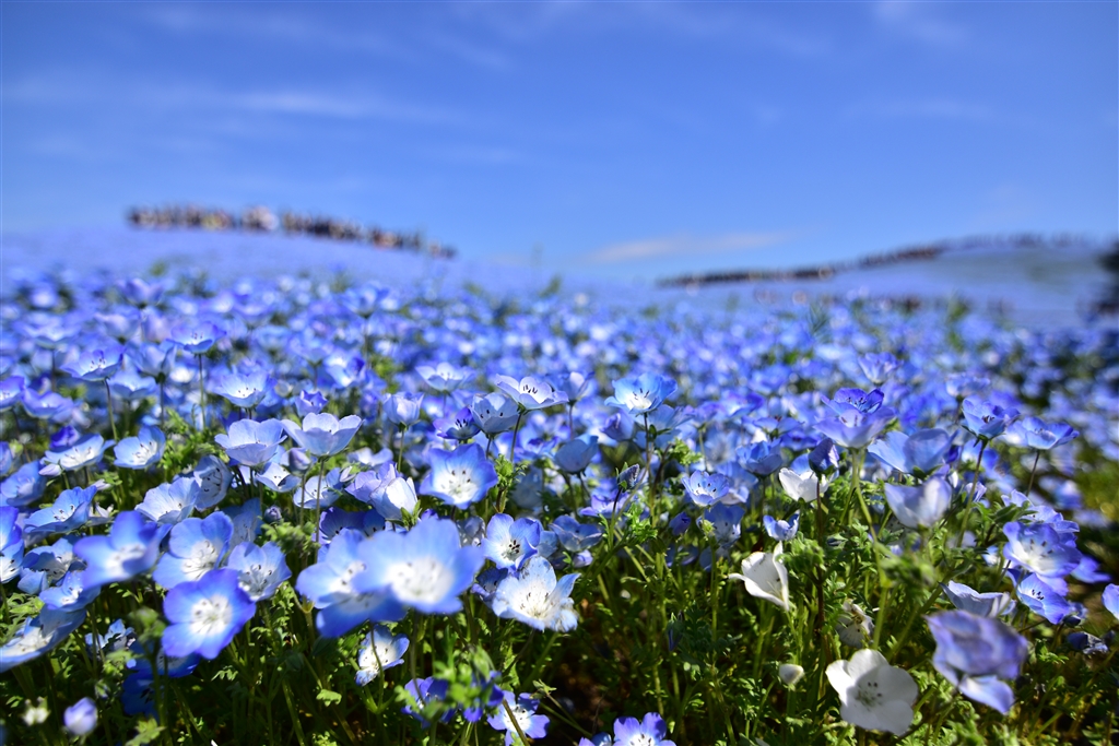 青が美しい！Tokina 11-20 F2.8 PRO DX F2.8 青が美しい！Tokina DX 11-20 PRO