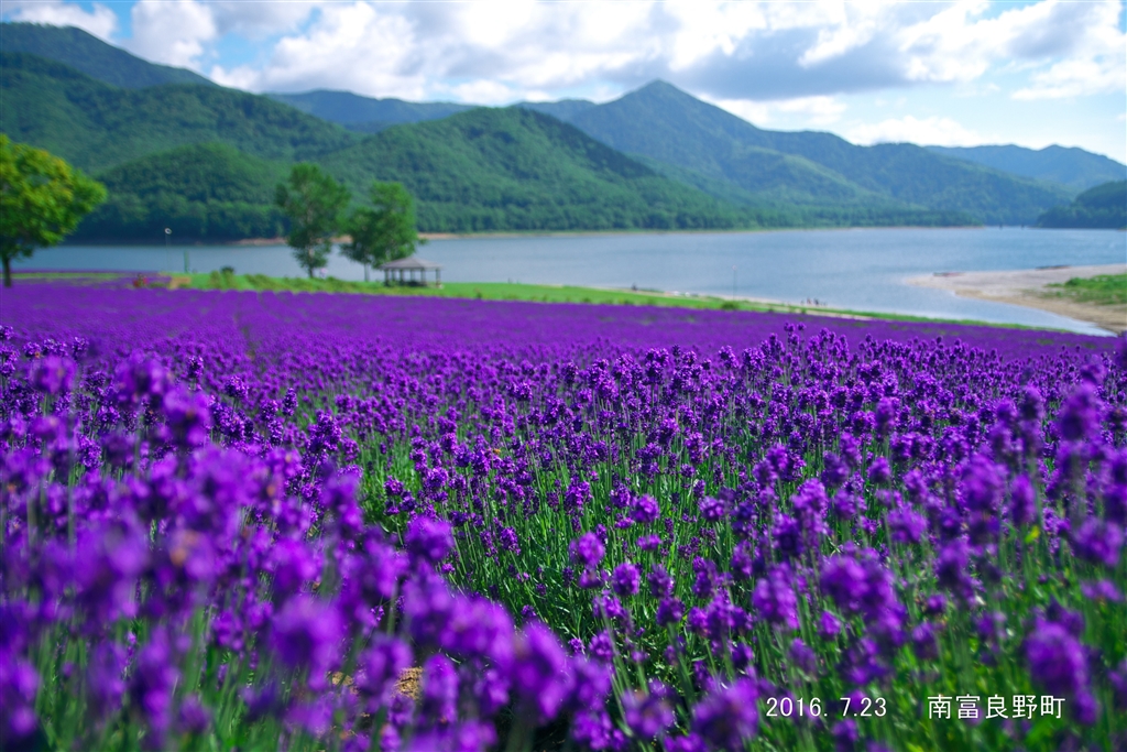 価格 Com たまに絞り開放で前ボケを狙ってみたり ニコン D7500 ボディ Syuziicoさん のクチコミ掲示板投稿画像 写真 風景やお花撮影に最適な設定を教えて下さい