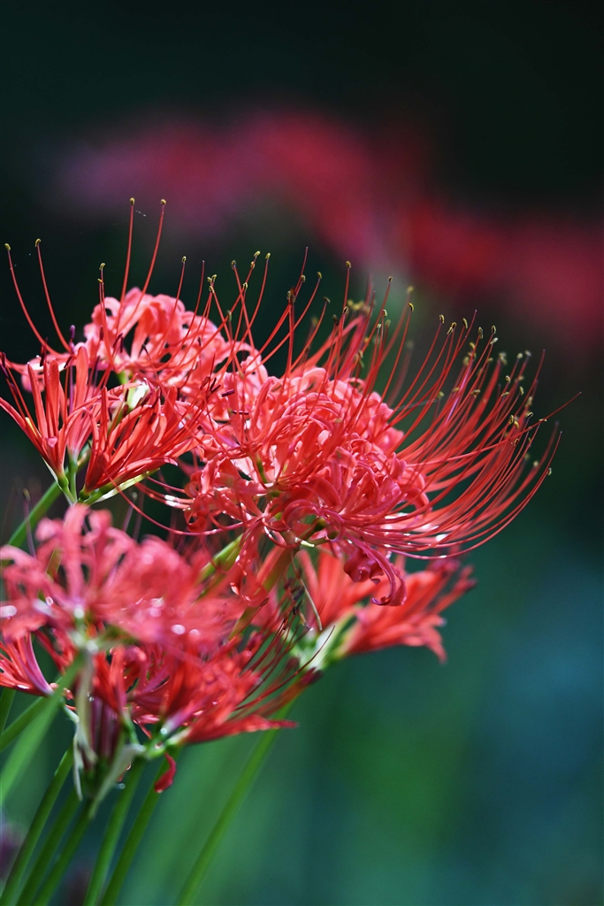 価格 Com 曼珠沙華 Canon Ef400mm F2 8l Is Ii Usm コードネーム仙人さん のクチコミ掲示板投稿画像 写真 ココイチでは何故