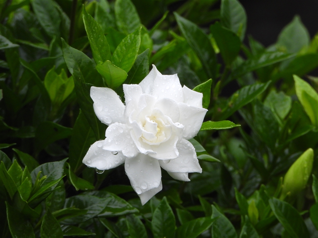 価格 Com くちなしの花 渡哲也さん 若き日吉永小百合さんとのロマンスはありやなしや ニコン Coolpix P1000 アナログおじさん２００９さん のクチコミ掲示板投稿画像 写真 Coolpixで貼り逃げ 令和2年 その10