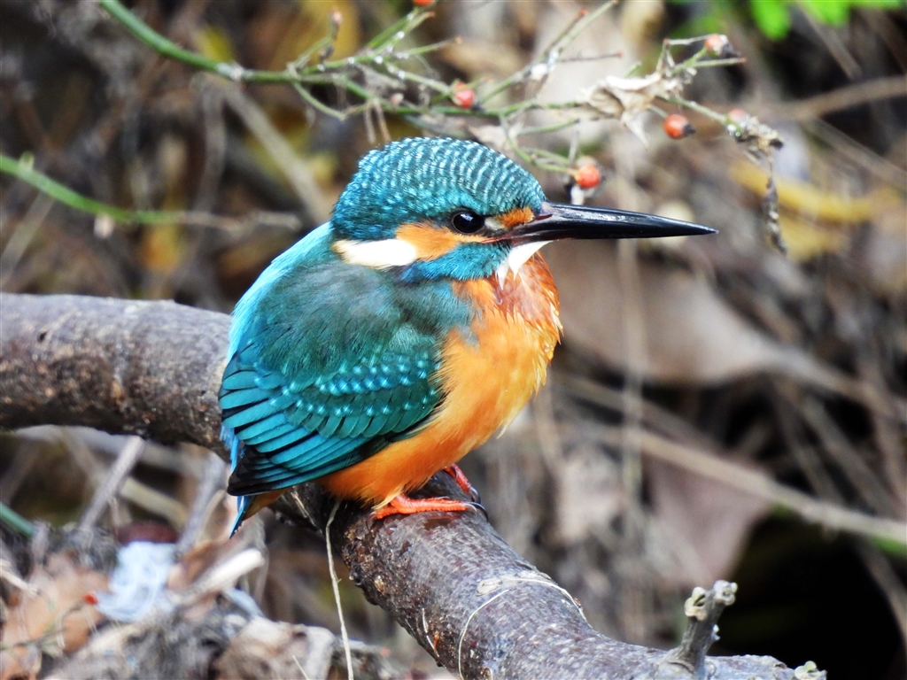 ムイムイ★翡翠★【小滝・エメラルドカラー翡翠❶1020ｇ+端材3片54ｇ】 ムイムイ様専用☆翡翠☆【小滝・エメラルドカラー翡翠❶1020g+端材3片