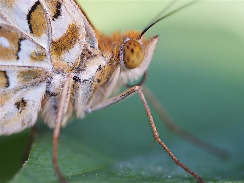 価格.com - 『E-M5 Mark II＋60mmマクロ』オリンパス M.ZUIKO DIGITAL