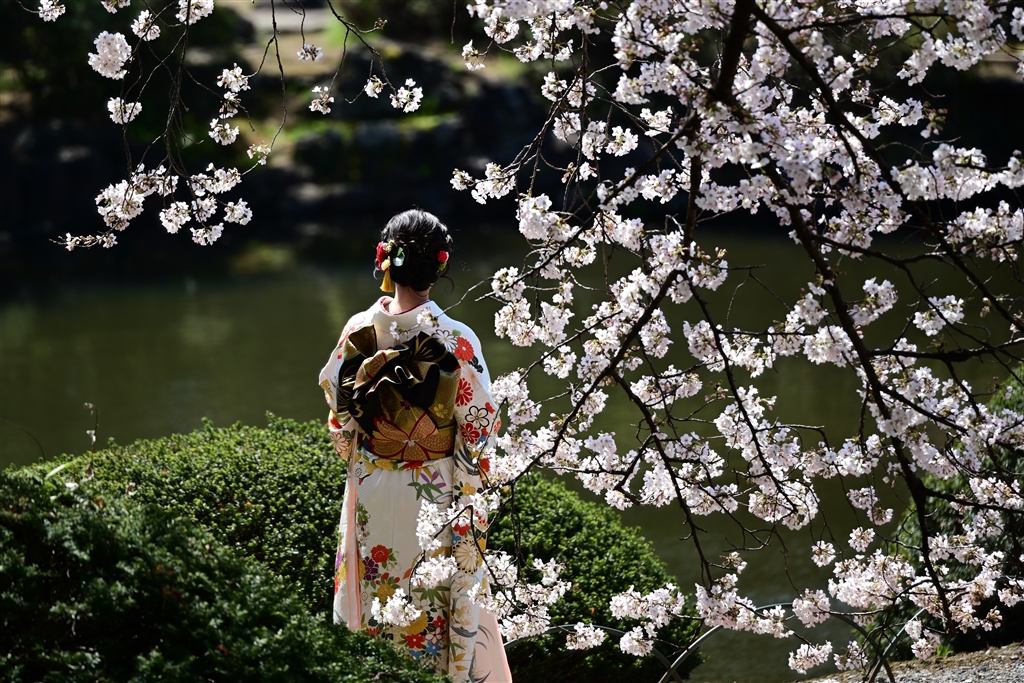 価格.com - 『桜に似合います』ニコン NIKKOR Z 70-200mm f/2.8 VR S shuu2さん のクチコミ掲示板投稿画像