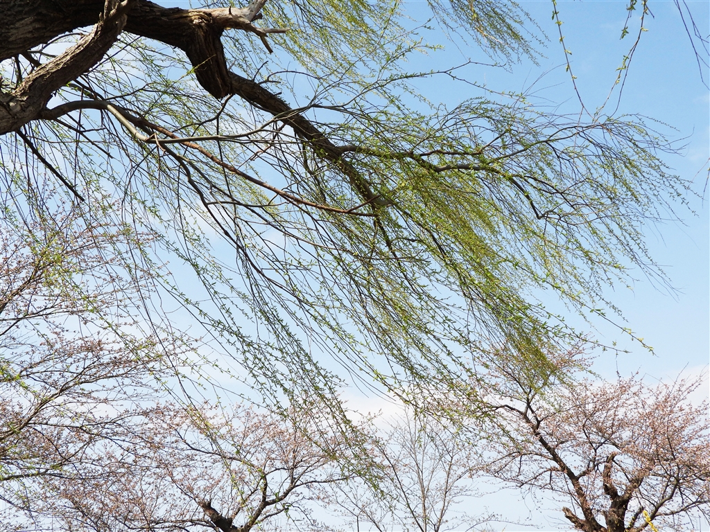 価格 Com 春の風 枝垂れ柳の 枝となり ニコン Coolpix P1000 Rsnb8さん のクチコミ掲示板投稿画像 写真 Coolpixで貼り逃げ その15 令和3年