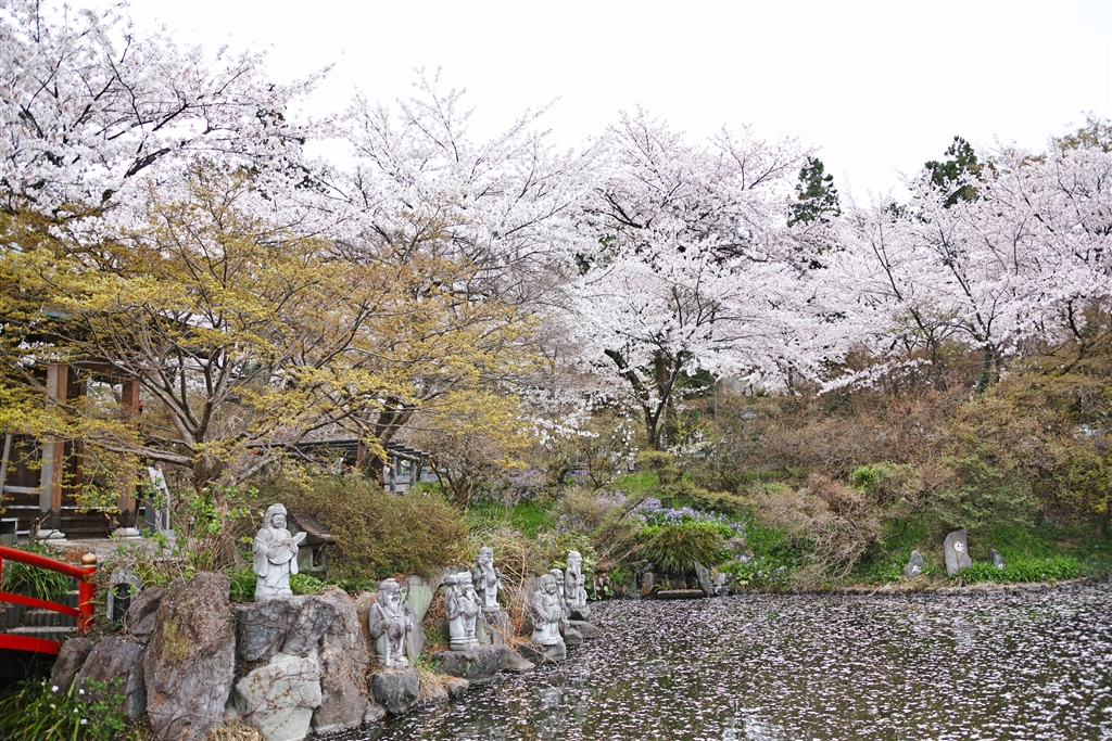 『珊瑚寺、花の寺と書かれていました。』 デジタル一眼カメラ haghogさんのクチコミ掲示板投稿画像・写真「写真作例 色