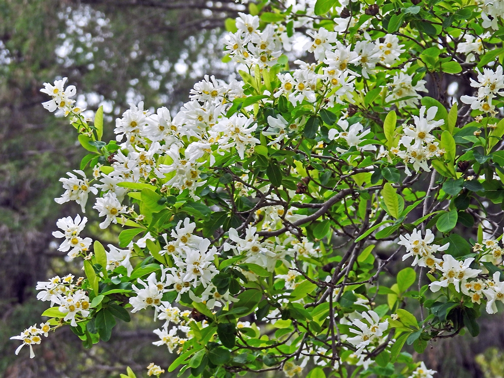 価格.com - 『ヤナギザクラ(柳桜)樹高4m程の落葉低木。中国